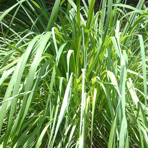 Citronella Oil Ceylone