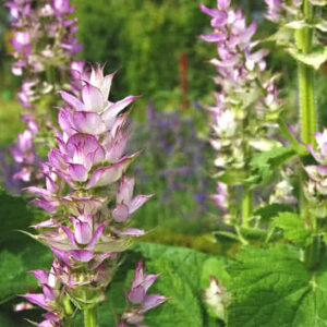 Clary Sage Oil