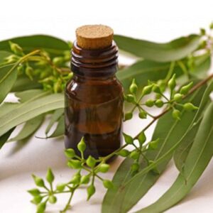Eucalyptus Oil Hybrid