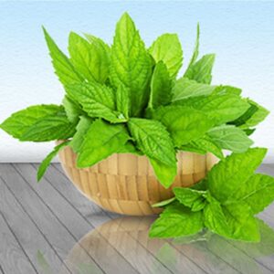 Graded Menthone 70:30, 80:20, 90:10: 95:05