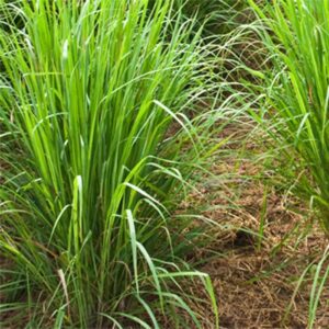 Lemon Grass Oil