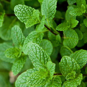 Peppermint Oil Rectified Ex. Mentha Arvensis