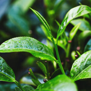 Tea Tree Oil Australian