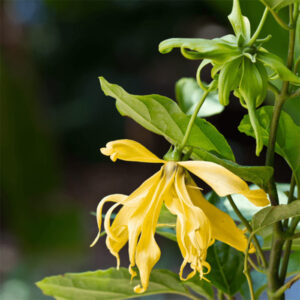 Ylang Ylang Oil
